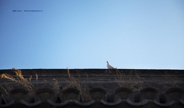 IMG_8008.jpg