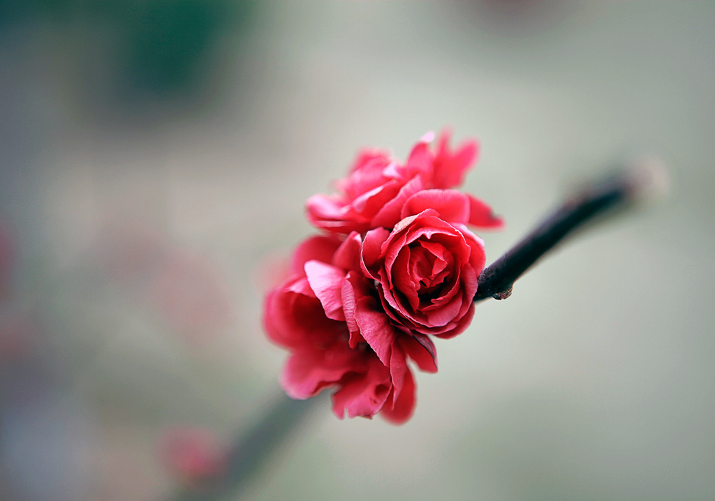 一枝花 br /> 漫山遍野的海棠,唯独这支吸引了我