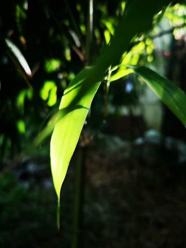 6月的一天偶然看到小山城的一丛小翠竹竹叶在阳光的照射下分外耀眼