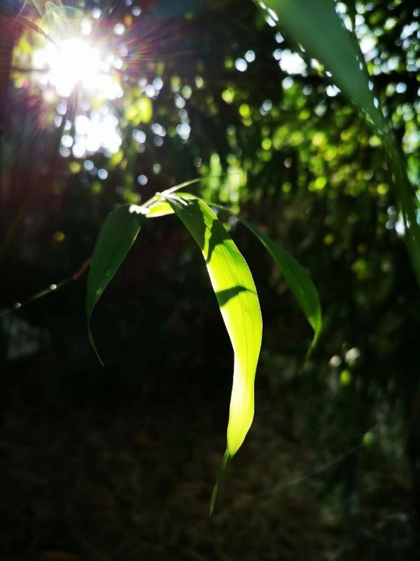 6月的一天偶然看到小山城的一丛小翠竹竹叶在阳光的照射下分外耀眼
