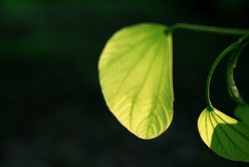 82827
