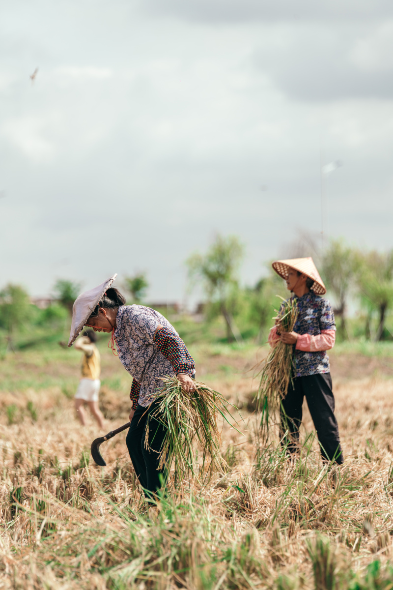 农作体验割禾丰收13