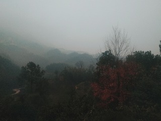 3651275