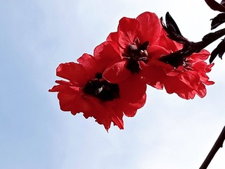 1461212
