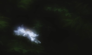 10EA1337-E6AF-4037-BA53-493C8F701A5C/L0/001