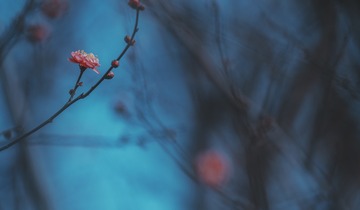 C4C14345-9102-4666-A6FB-69D8F90D9774/L0/001