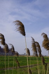 _IGP2507.JPG