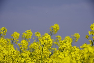 _IGP2489.JPG