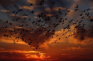 flamingos-flight-4k-tf