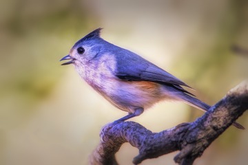 black-crested-titmouse-bb