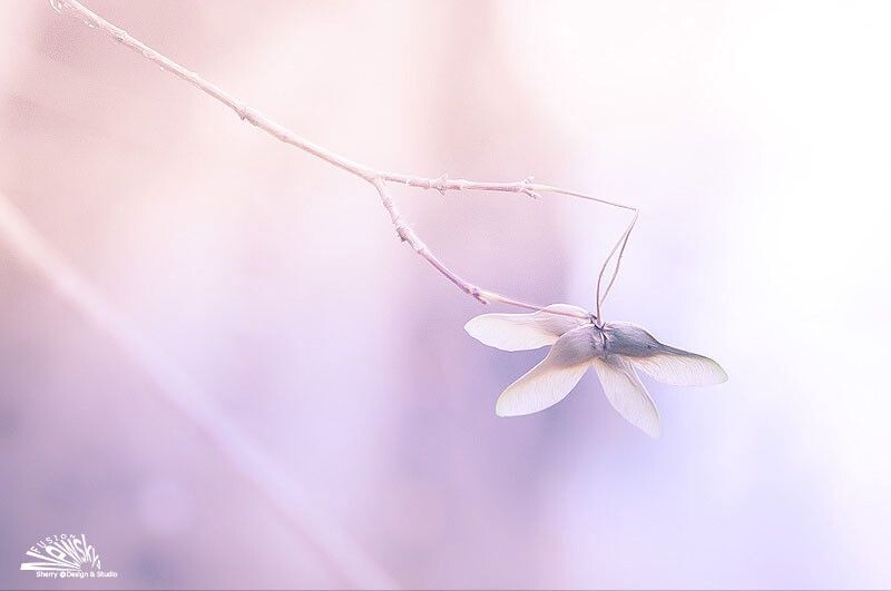 小花（1）<br />
