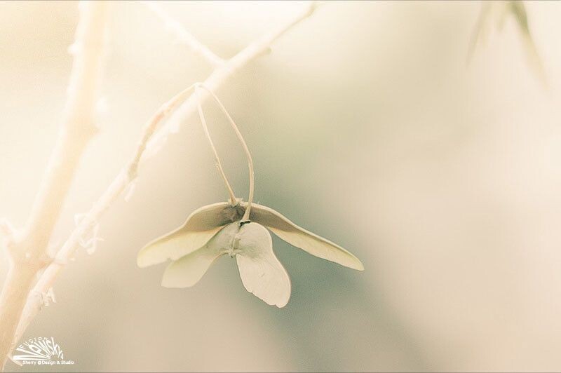 小花（2）<br />
