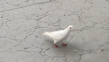 1000124033