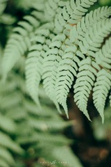 IMG_0011-2