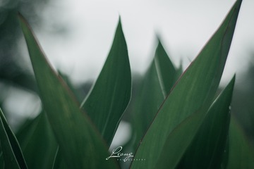 IMG_0250