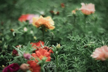 IMG_0415