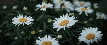 IMG_0446