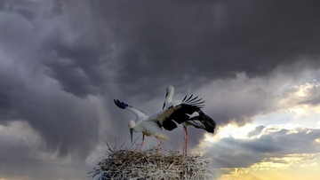 1209