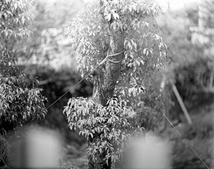_DSC1095