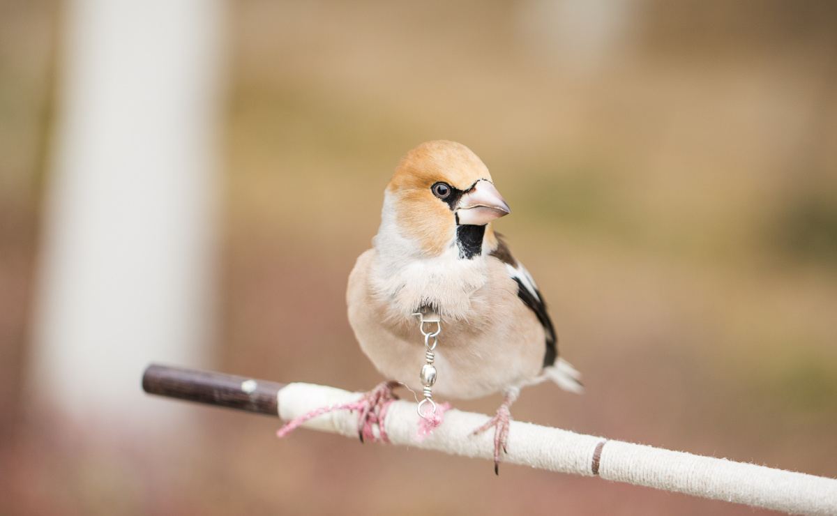 爱吃瓜子的鸟,常被当做宠物鸟喂养,俗称"老西子".