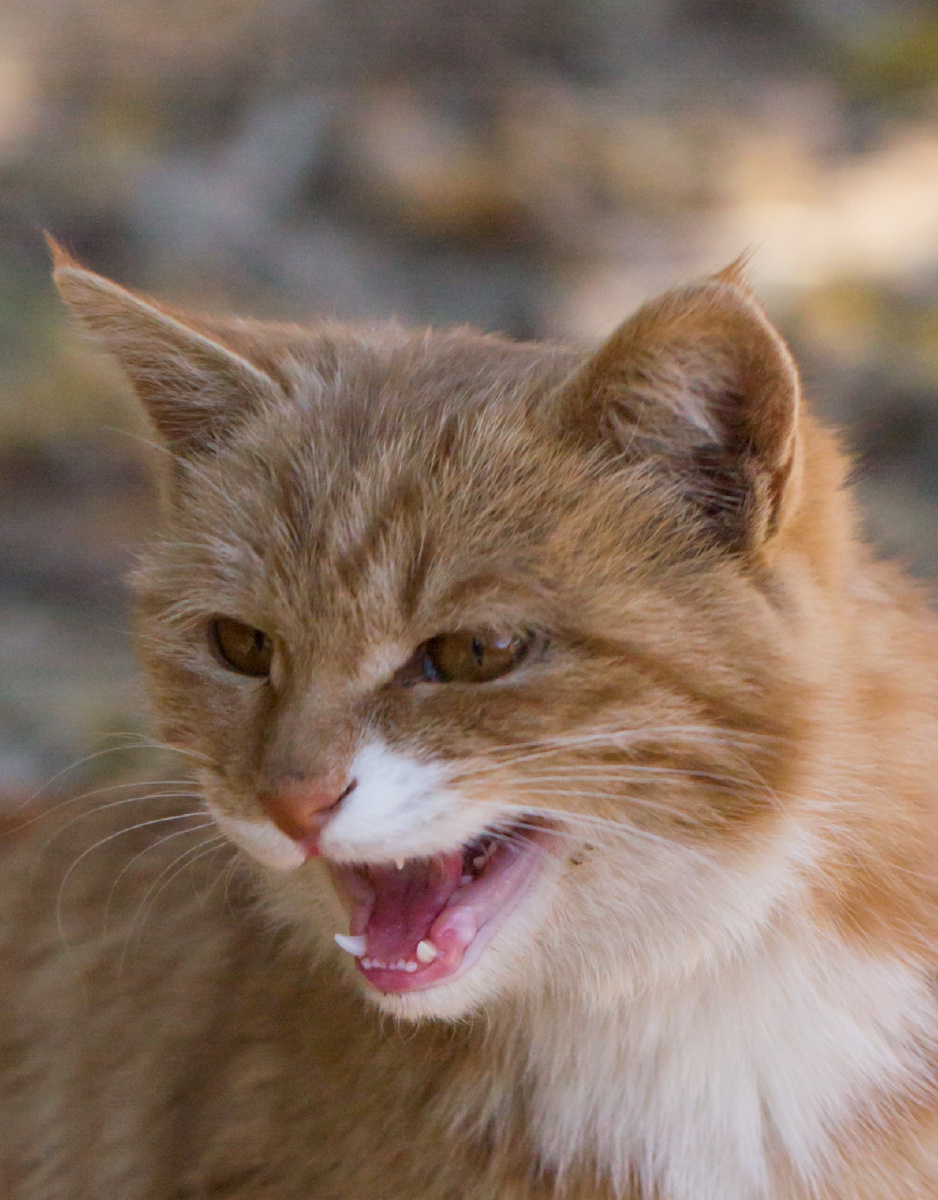 唇红齿白的小猫咪,年轻没什么不可以.拾岁月关注
