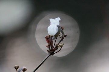336508