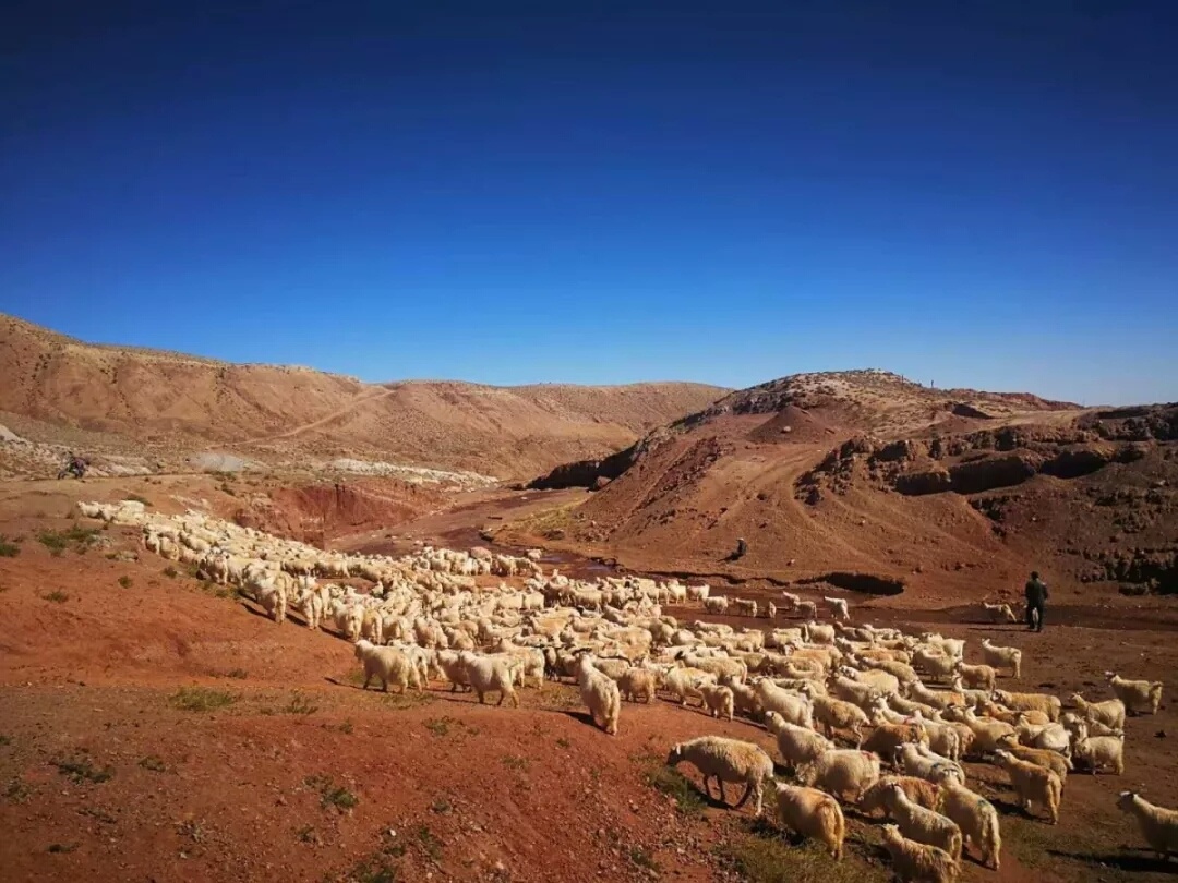 牧羊- 灵夕念念 - 图虫网 - 优质摄影师交流社区