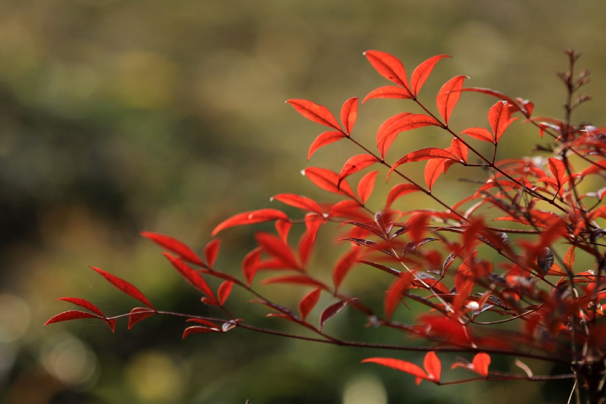 南天竹的叶子红了虽然它的叶子看起来那么纤细瘦弱但经霜浸染却色泽如