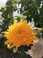 1000035640