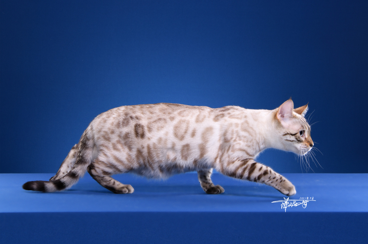 孟加拉豹猫(雪豹) - 潇洒哥0 - 图虫