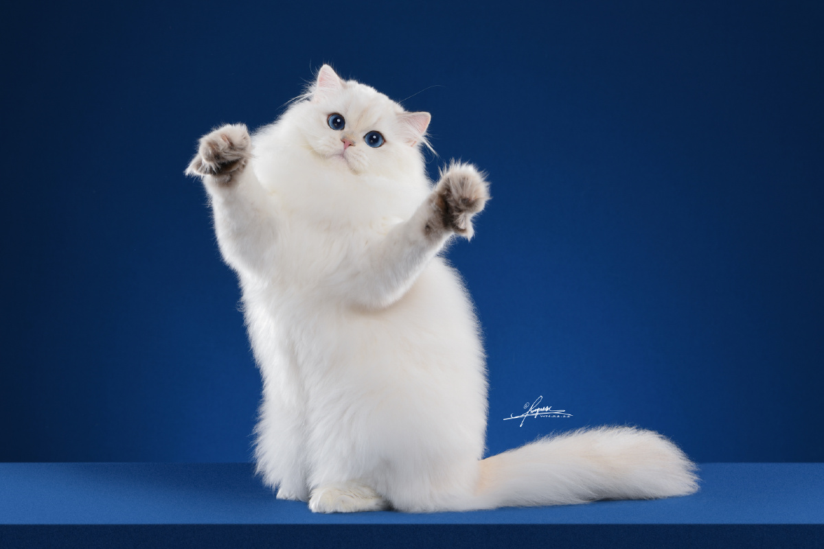 英国长毛猫 - 潇洒哥0 - 图虫