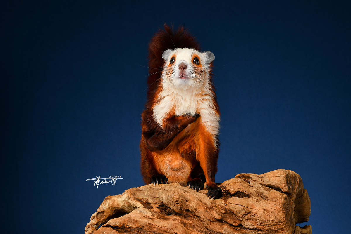 红白鼯鼠 早呀～ - 潇洒哥0 - 图虫