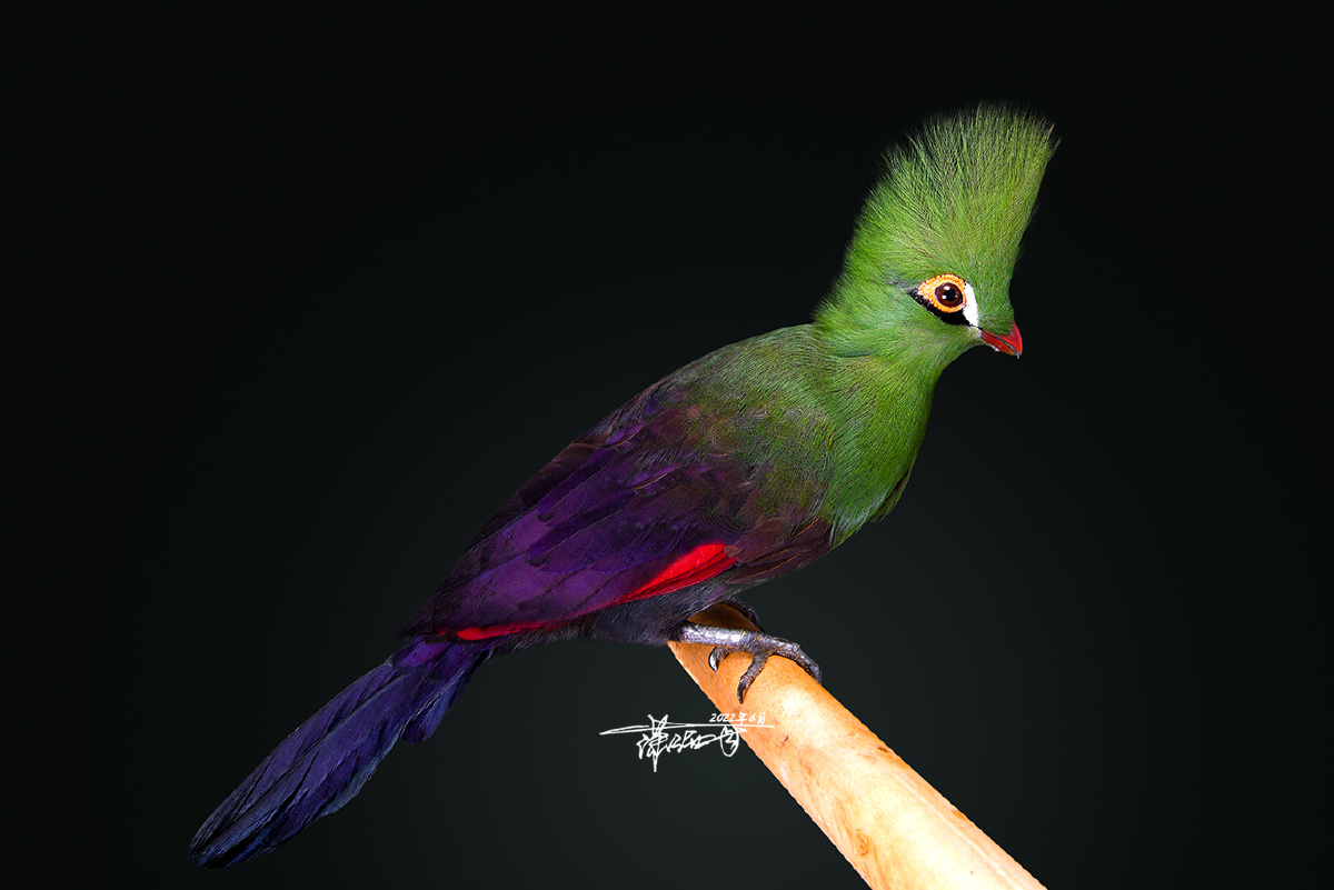 绿冠蕉鹃 - 潇洒哥0 - 图虫