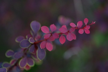 62975739-30EF-468D-AE9F-1426644D3CB9/L0/001