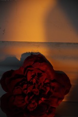 1000577278