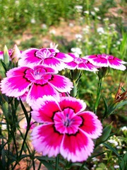 ALIM7221