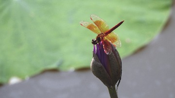 蜻蜓