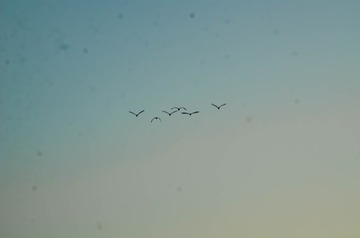 1000120262