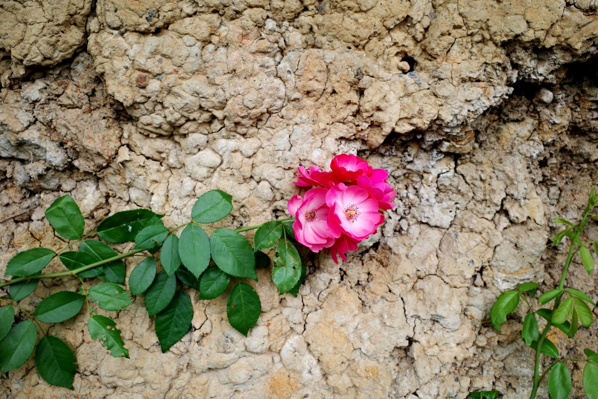 土墙上的玫瑰花