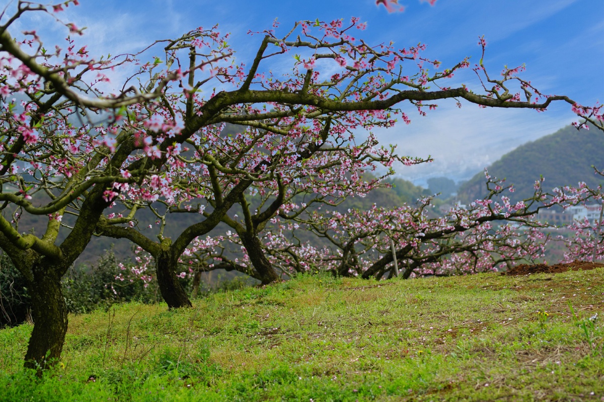 桃花坞(贵阳永乐)