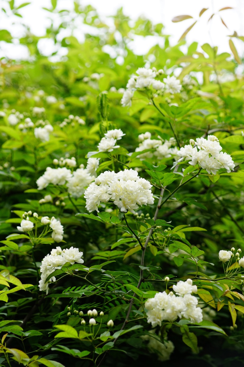 木香花的世界 - 枫林六月 - 图虫