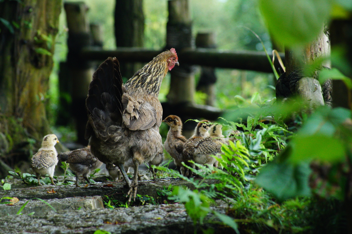 山野一窝鸡0629