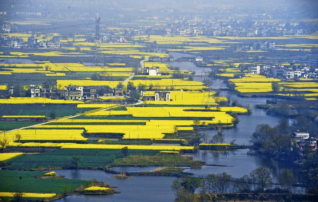 金色花海<br />
3月21日，在安徽省芜湖市三山区峨桥镇响水涧，金色的油菜花田在乡间水道间错落有致。（新华/涂志勤）