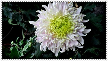 SAM_4775