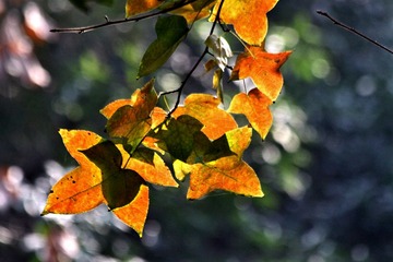 IMG_1739 (2)