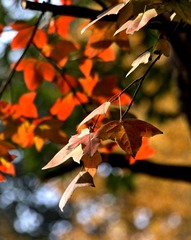 IMG_1746 (2)