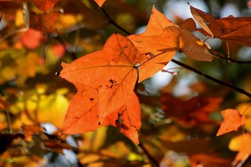 IMG_1864 (2)