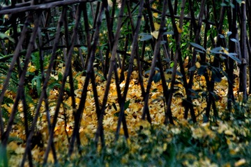 IMG_1799 (2)