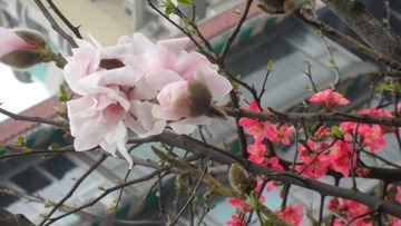 SAM_6017