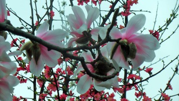 SAM_6024-1